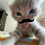Kitty klothes