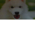 The Dog Who ATE Christmassssssssssssssssss