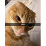 Hal(y0n
