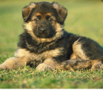Fuzzy fluffy puppy squad