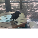 The ravens nest
