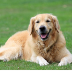 Golden retriever group yay…