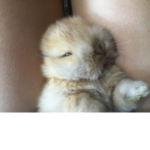 Baby Bunny Honeybun!