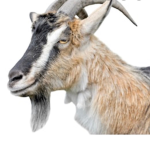 The G.O.A.T Fam
