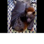 Bat fans only (bats is the best)