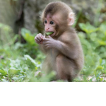 Monkey cIub