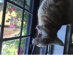 The Great Cat Empire