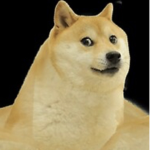 Dog Kingdom new