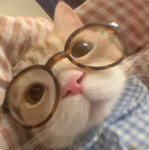 {*boba cats*}