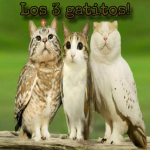 Los 3 gatitos!