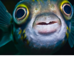 The epic fishIes yes