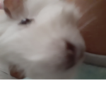 Theo the Guinea pig