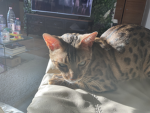 The cute Kitty’s