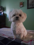 coco is so cute