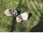 lil guinea pig group