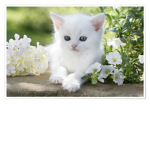 The cat group, fluffy
