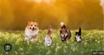 The cat and dog peoples