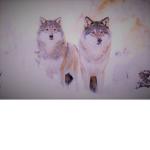 .+*~*Quiet howlers*~*+.