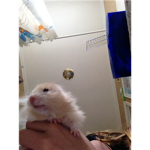 Hamster Lovers <3