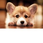 The Baby Corgis