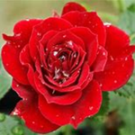 Roses_Squad!!