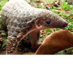 Panda and pangolin squad!