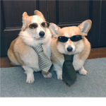 corgis are cute
