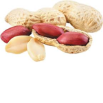 Corporal of Nut.