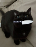 Cat lovros