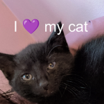 Cat lover appreciation