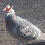 Holy pigeons <3