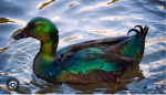 Duckz forever