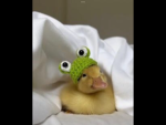 little Ducks group