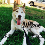 rocky roblox clan