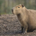 Capybara important