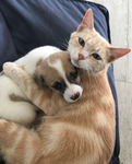 kittyzs n doggiezs w alice