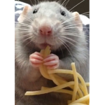 Crunchy Rat Toessss