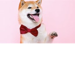 The_Epic_Shiba_Gamers_Group