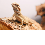 The Bearded Dragon Cult