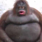 Funi Monke Studios