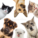 Club des Animaux!!!!!