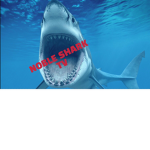 Noble shark