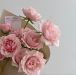 Blossom & Bloom
