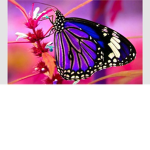 beautiful butterfly's <3