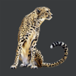 Admire the cheetah