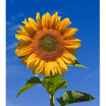 TEAM GIRASOL