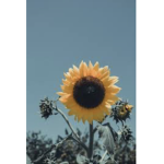 (Sunflower Group)