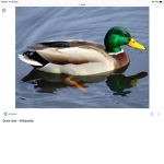 The ducky squad :3