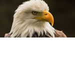 Eagle Squad Unite