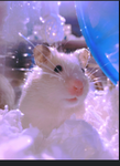 The ~hamsters~ :)